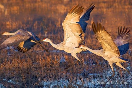 One More Step To Flight_73938.jpg - Sandhill Crane (Grus canadensis) sunrise fly-out photographed in the Bosque del Apache National Wildlife Refuge near San Antonio, New Mexico USA. 